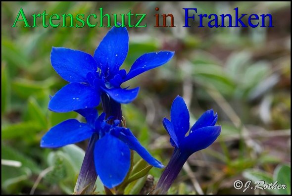 Copyright AiS-Johannes Rother Bild zum Eintrag (46136-160)