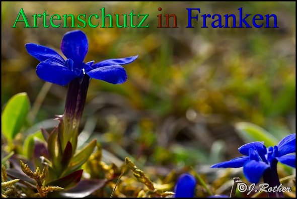 Copyright AiS-Johannes Rother Bild zum Eintrag (46137-160)