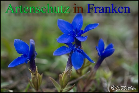 Copyright AiS-Johannes Rother Bild zum Eintrag (46138-160)