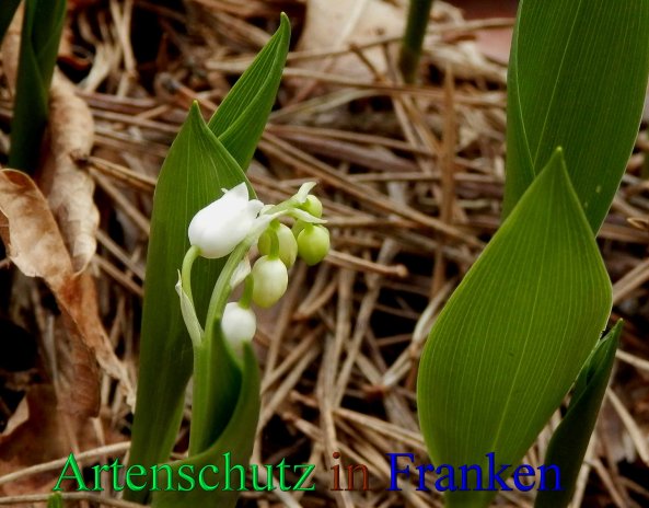 Copyright AiS- Albert Meier Bild zum Eintrag (46244-160)