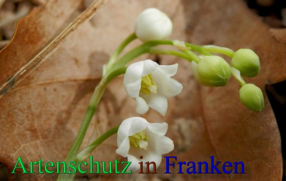 Copyright AiS- Albert Meier Bild zum Eintrag (46245-160)