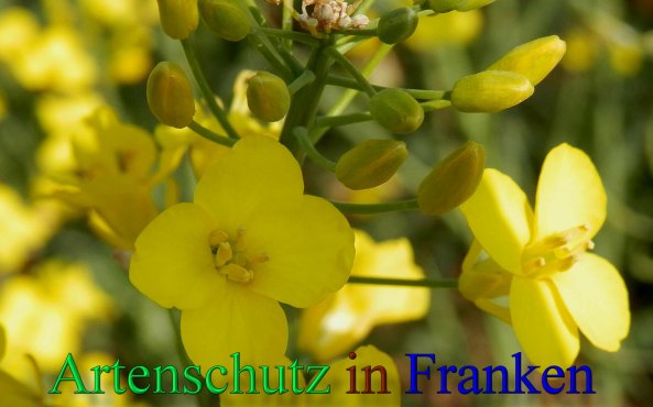 Copyright AiS- Albert Meier Bild zum Eintrag (46252-160)