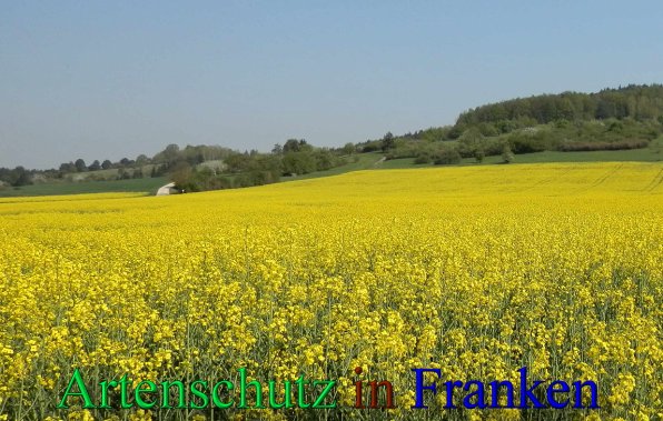 Copyright AiS- Albert Meier Bild zum Eintrag (46253-160)
