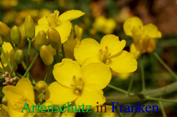 Copyright AiS- Albert Meier Bild zum Eintrag (46254-160)