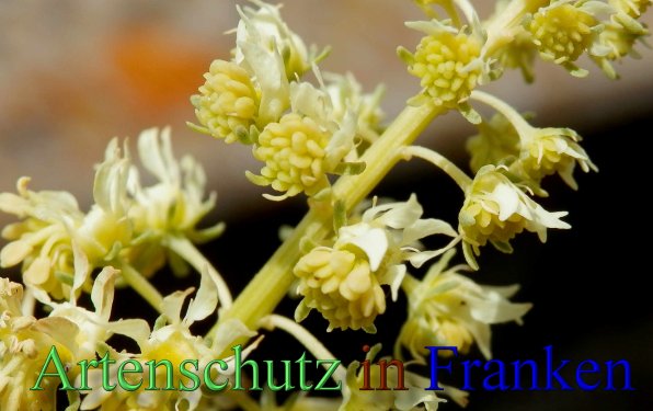 Copyright AiS- Albert Meier Bild zum Eintrag (46747-160)