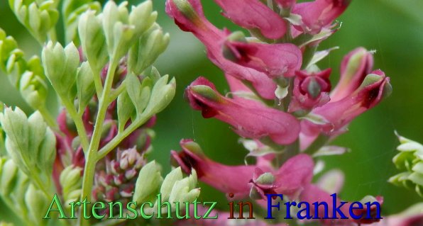 Copyright AiS- Albert Meier Bild zum Eintrag (46755-160)