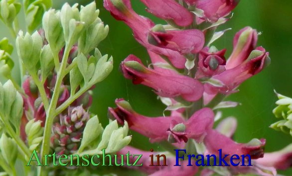 Copyright AiS- Albert Meier Bild zum Eintrag (46756-160)