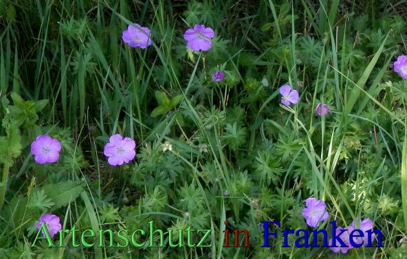 Copyright AiS- Albert Meier Bild zum Eintrag (46760-160)