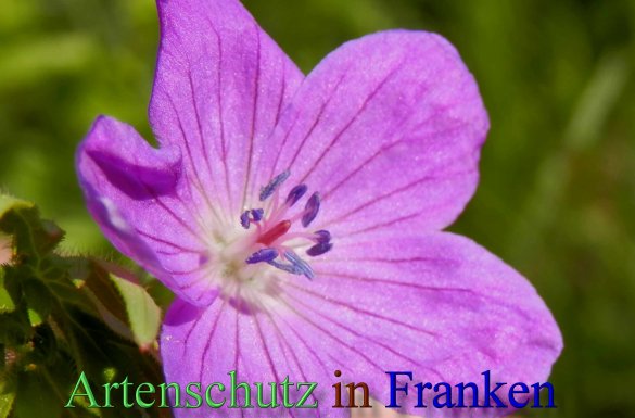 Copyright AiS- Albert Meier Bild zum Eintrag (46761-160)