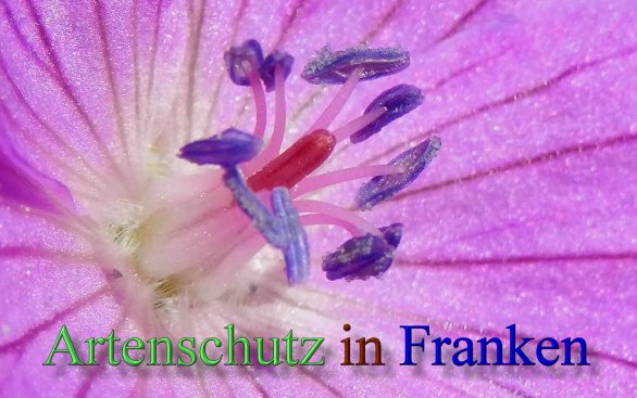 Copyright AiS- Albert Meier Bild zum Eintrag (46762-160)
