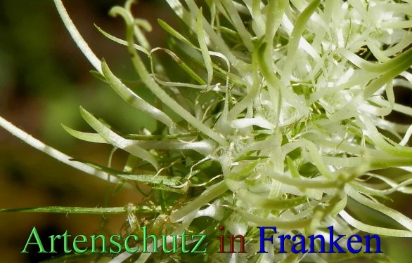 Copyright AiS- Albert Meier Bild zum Eintrag (46769-160)