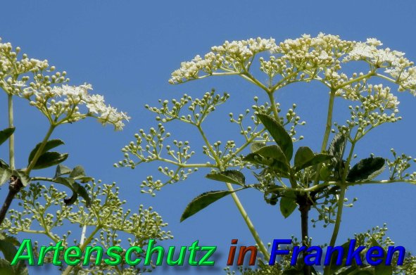 Bild zum Eintrag (46824-160)