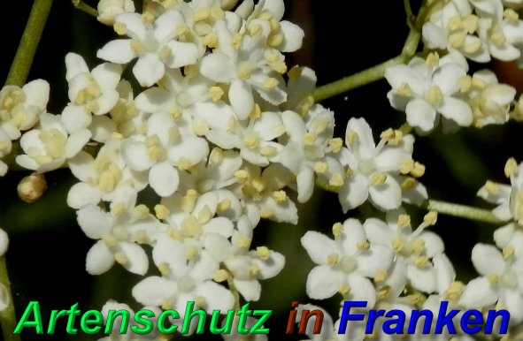 Copyright AiS- Albert Meier Bild zum Eintrag (46826-160)