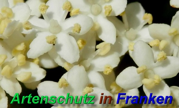 Copyright AiS Bild zum Eintrag (46827-160)