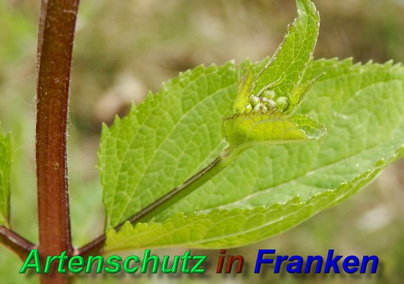 Copyright AiS- Albert Meier Bild zum Eintrag (46851-160)