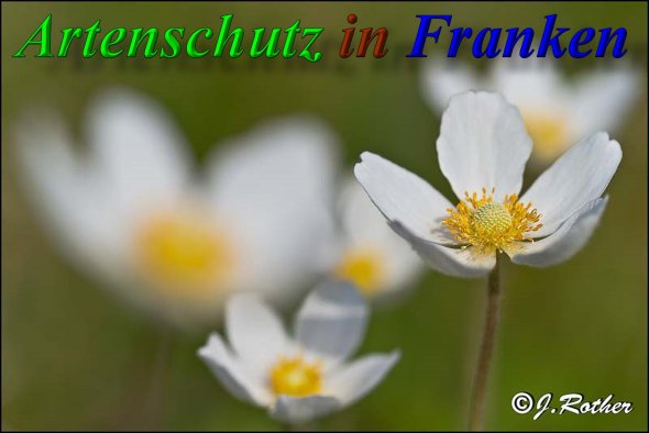 Copyright AiS-Johannes Rother Bild zum Eintrag (47021-160)