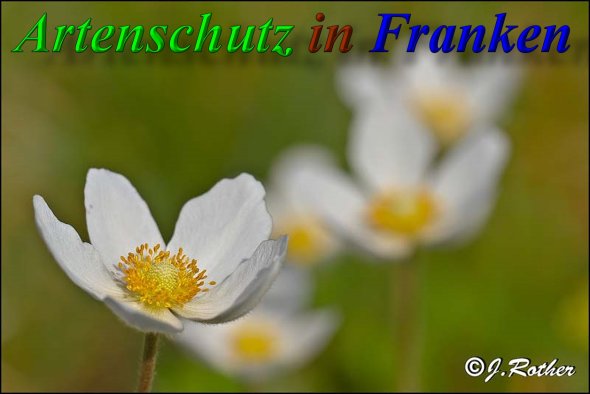 Copyright AiS-Johannes Rother Bild zum Eintrag (47023-160)