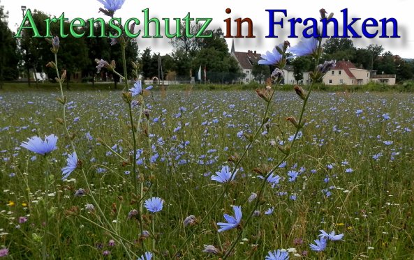 Copyright AiS- Albert Meier Bild zum Eintrag (47798-160)