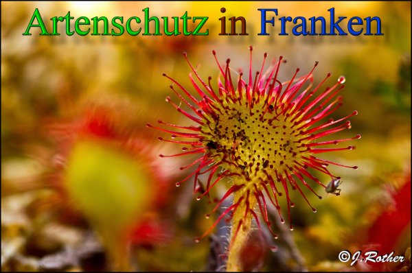 Copyright AiS-Johannes Rother Bild zum Eintrag (48064-160)