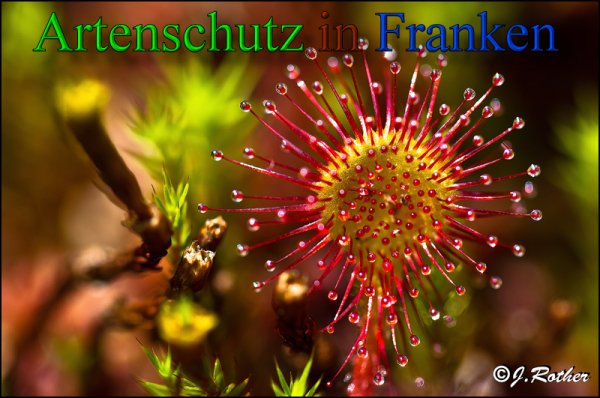 Copyright AiS-Johannes Rother Bild zum Eintrag (48065-160)