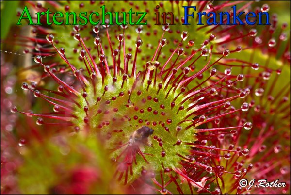 Copyright AiS-Johannes Rother Bild zum Eintrag (48070-160)
