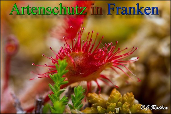 Copyright AiS-Johannes Rother Bild zum Eintrag (48071-160)