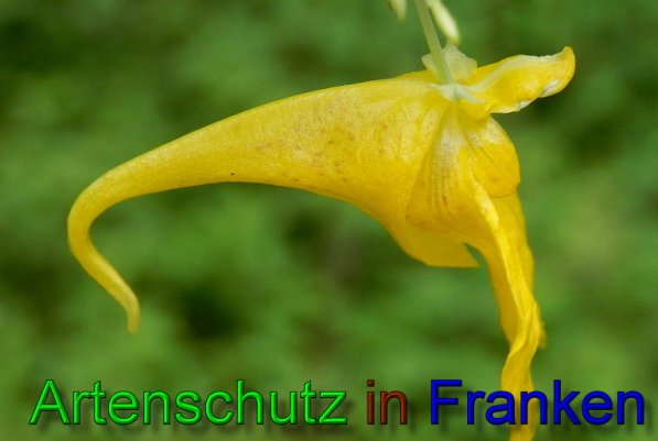 Copyright AiS- Albert Meier Bild zum Eintrag (48085-160)