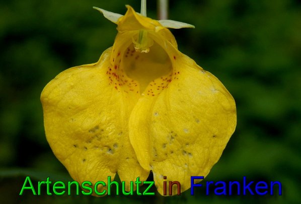 Copyright AiS- Albert Meier Bild zum Eintrag (48086-160)