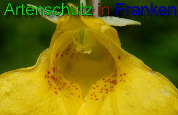 Copyright AiS- Albert Meier Bild zum Eintrag (48087-160)