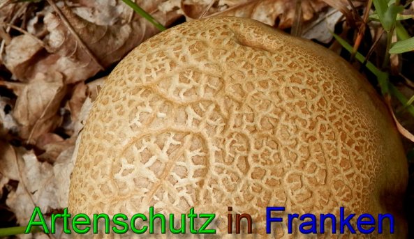Copyright AiS- Albert Meier Bild zum Eintrag (48094-160)