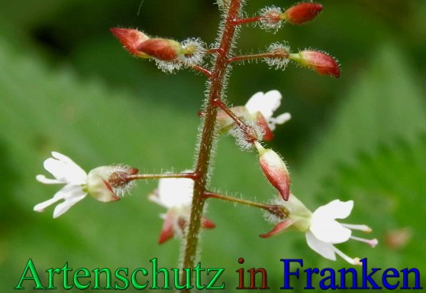Copyright AiS- Albert Meier Bild zum Eintrag (48109-160)
