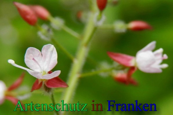 Copyright AiS- Albert Meier Bild zum Eintrag (48112-160)