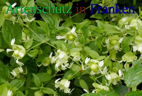 Copyright AiS- Albert Meier Bild zum Eintrag (48123-160)