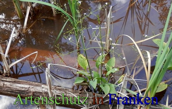 Copyright AiS- Albert Meier Bild zum Eintrag (48415-160)