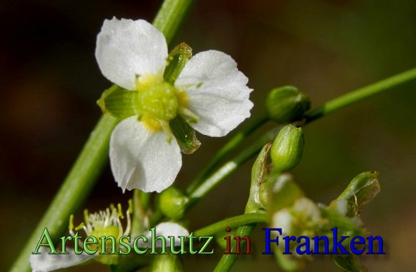 Copyright AiS- Albert Meier Bild zum Eintrag (48416-160)