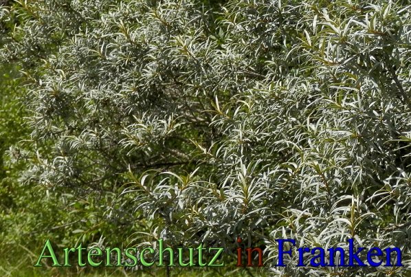 Bild zum Eintrag (48420-160)