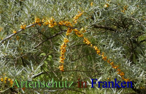 Bild zum Eintrag (48421-160)