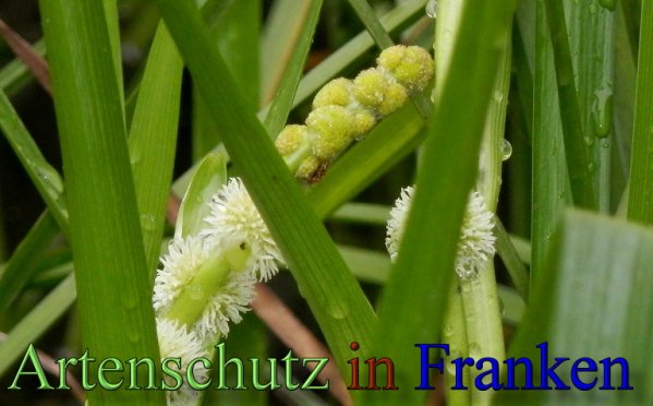 Copyright AiS- Albert Meier Bild zum Eintrag (48584-160)