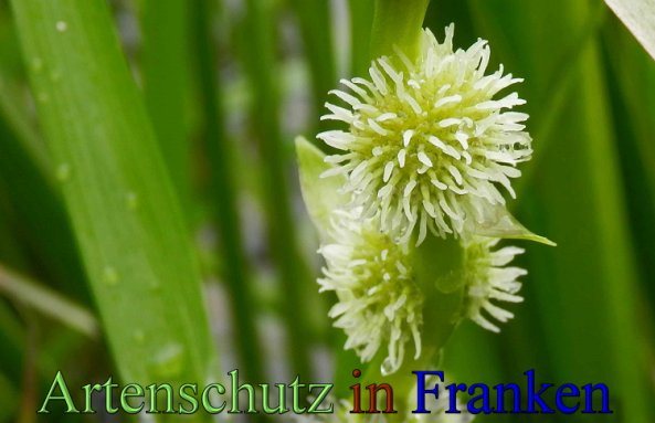 Copyright AiS- Albert Meier Bild zum Eintrag (48585-160)