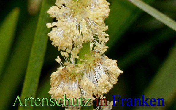 Copyright AiS- Albert Meier Bild zum Eintrag (48586-160)