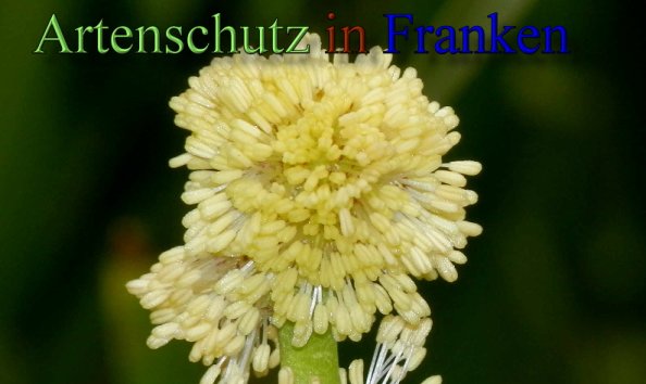 Copyright AiS- Albert Meier Bild zum Eintrag (48587-160)