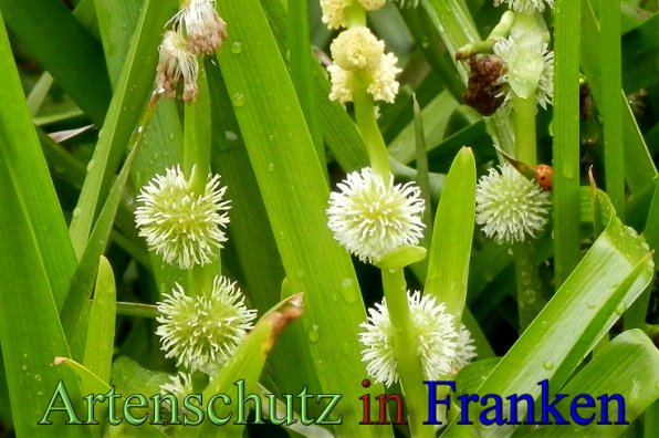 Copyright AiS- Albert Meier Bild zum Eintrag (48588-160)