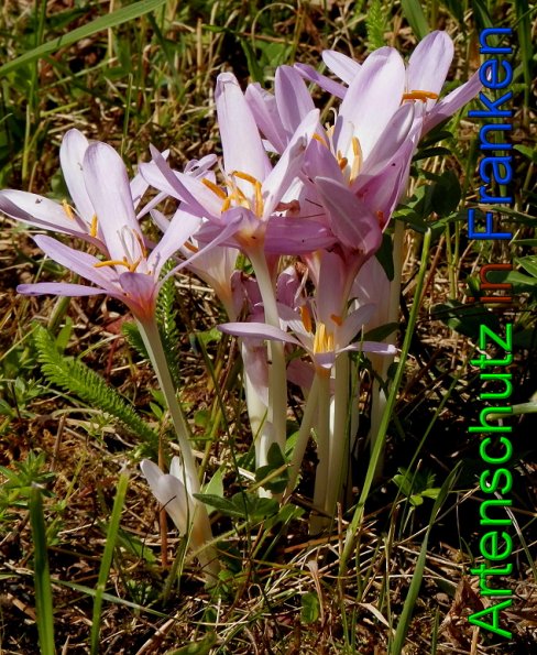 Copyright AiS- Albert Meier Bild zum Eintrag (49314-160)