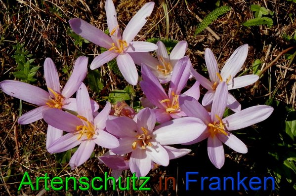 Copyright AiS- Albert Meier Bild zum Eintrag (49315-160)