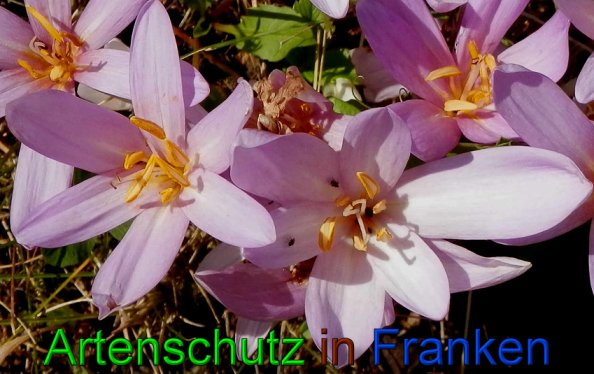 Copyright AiS- Albert Meier Bild zum Eintrag (49316-160)