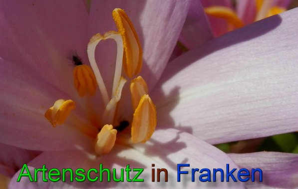 Copyright AiS- Albert Meier Bild zum Eintrag (49317-160)