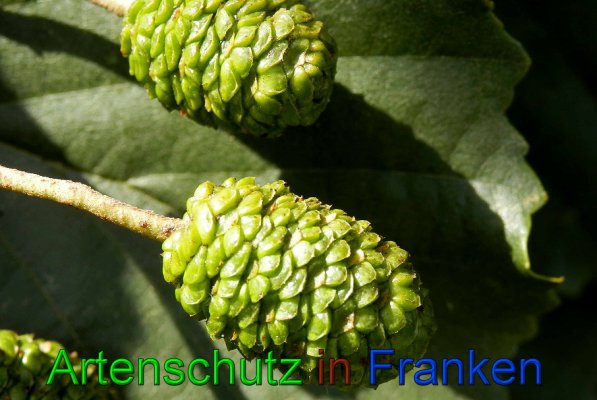 Copyright AiS- Albert Meier Bild zum Eintrag (49893-160)