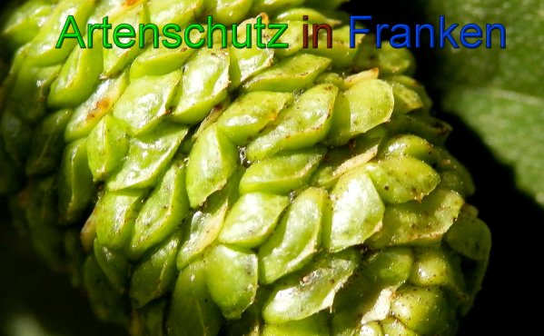 Copyright AiS- Albert Meier Bild zum Eintrag (49894-160)