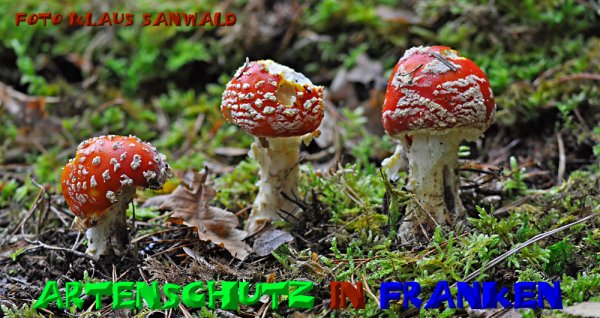 Copyright AiS - Klaus Sanwald Bild zum Eintrag (50713-160)