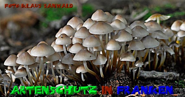 Copyright AiS - Klaus Sanwald Bild zum Eintrag (50715-160)